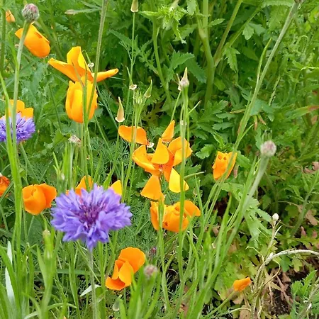 Maringotka Na Hornim Konci