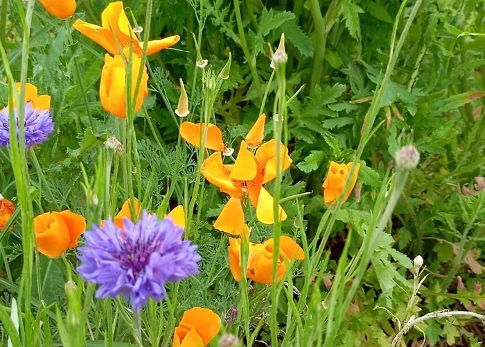 Maringotka Na Hornim Konci